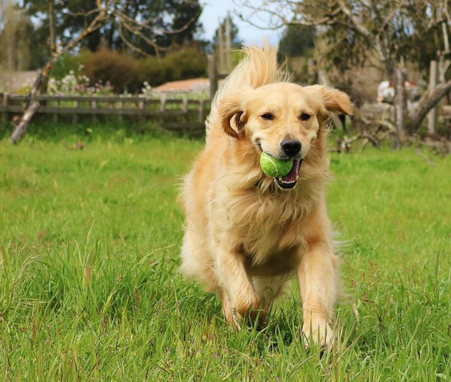 金毛寻回犬也有人称金色猎犬或金毛狗.