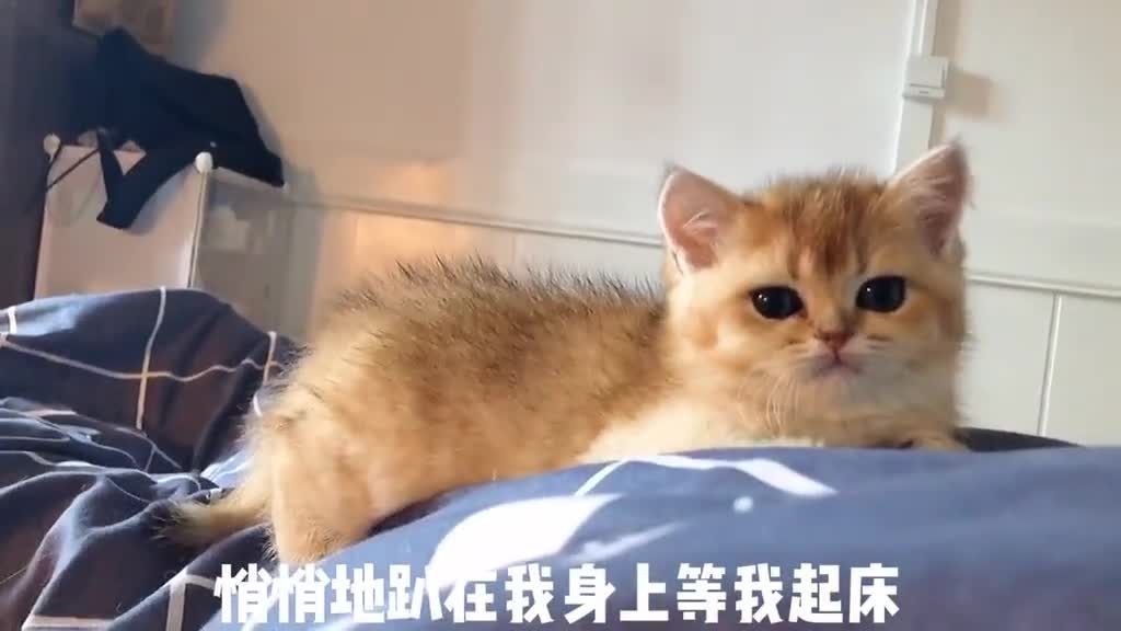 等待投食的小猫实在太可爱了!