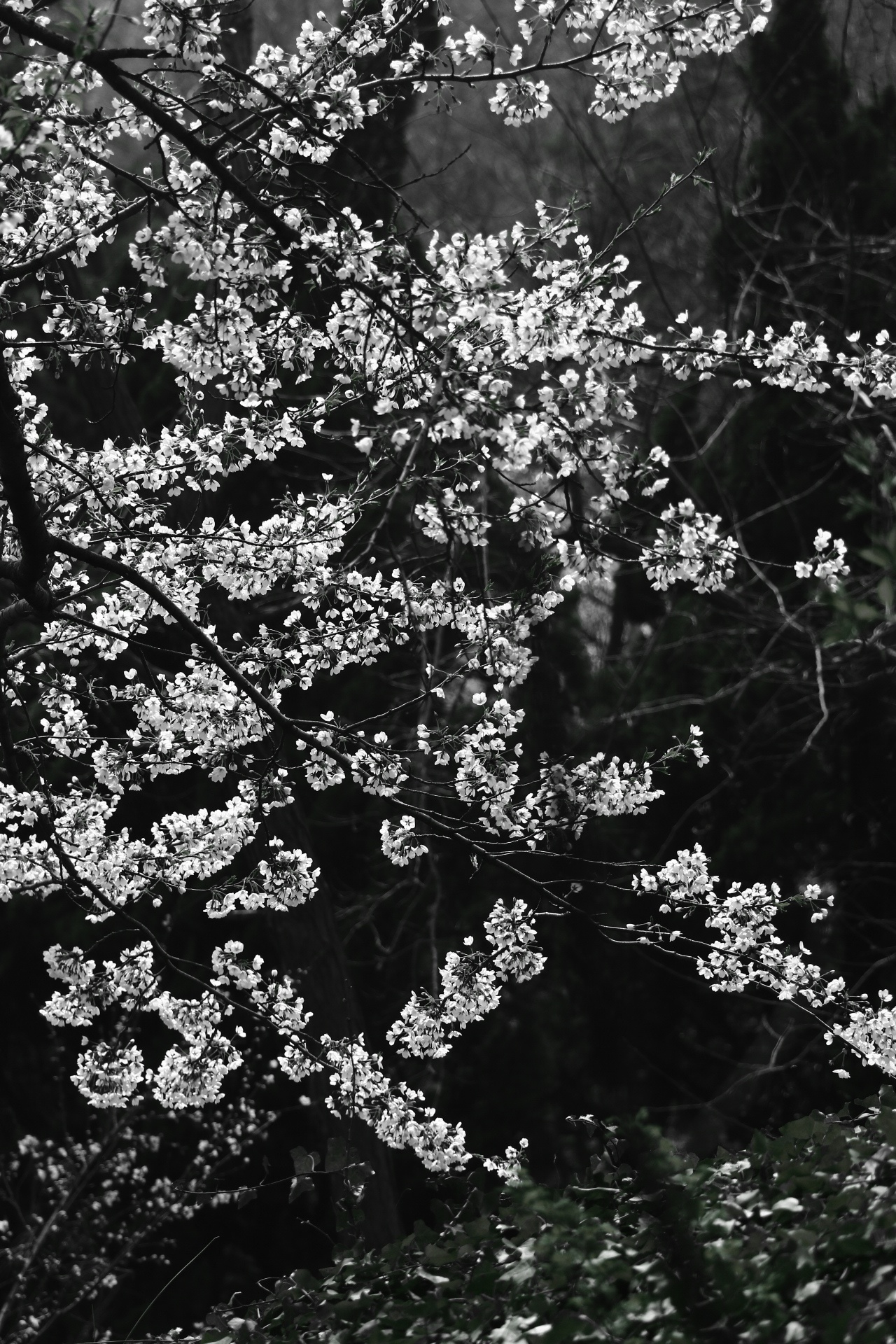 户外黑白相册 樱花树