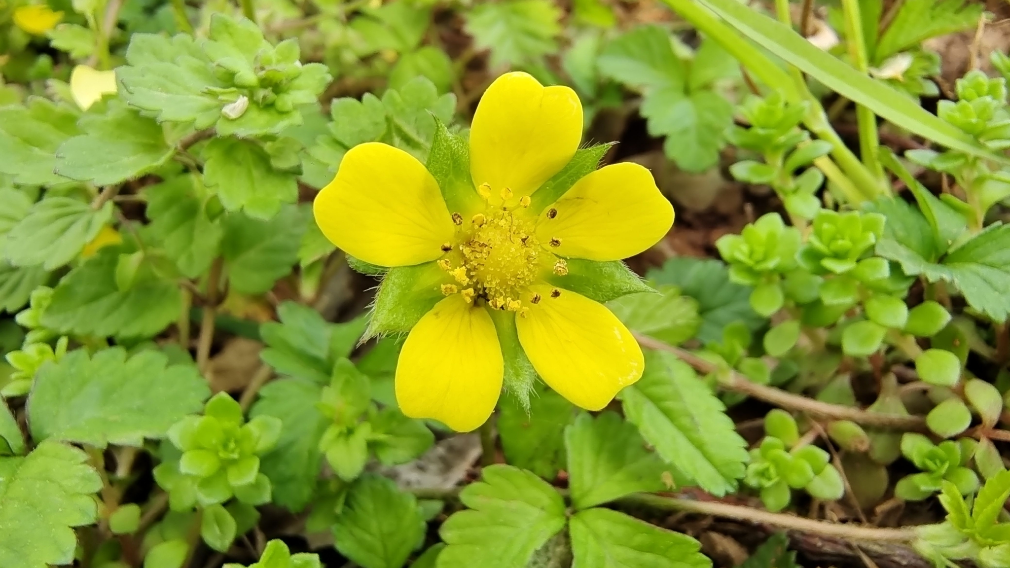 吉安随拍:花花草草之蛇莓花