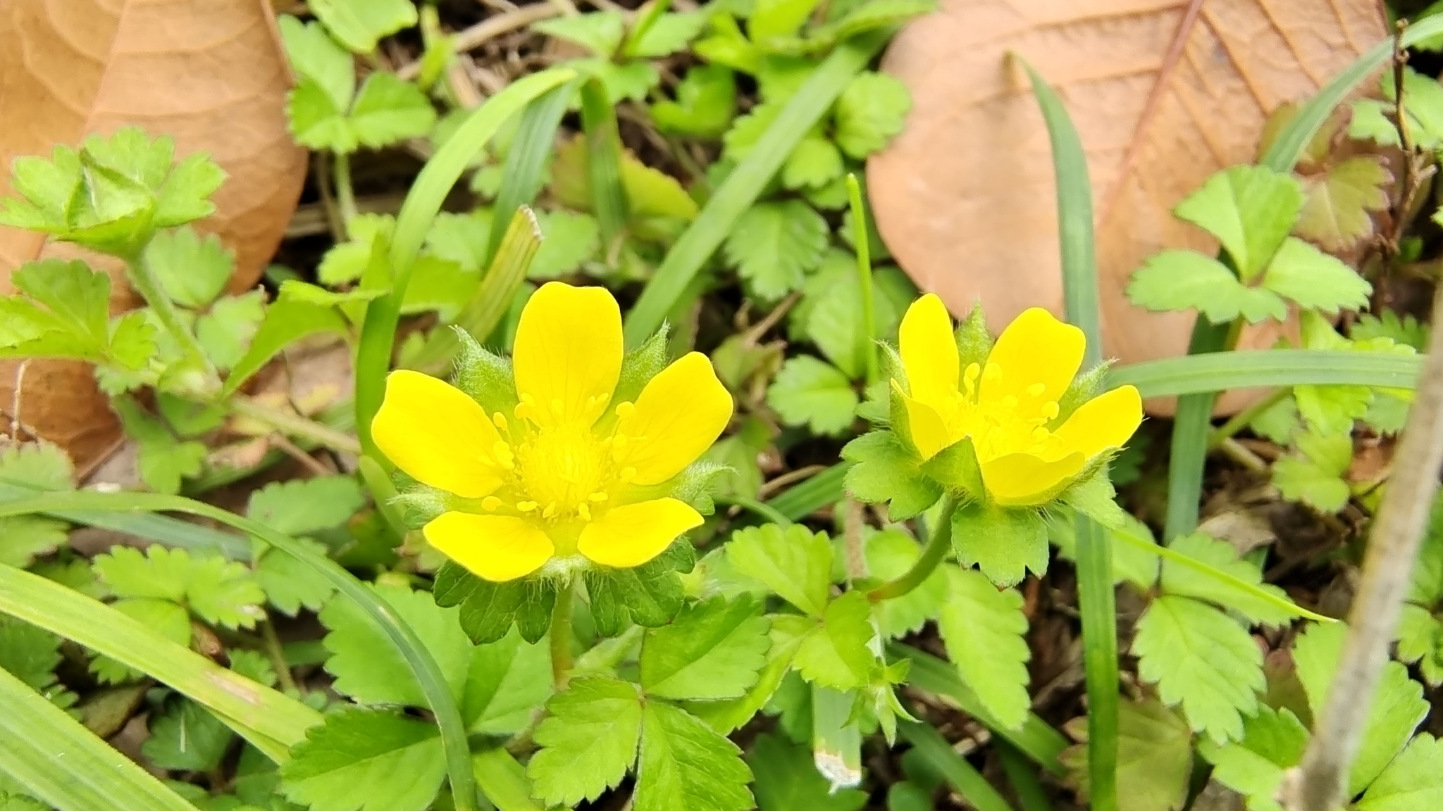 吉安随拍:花花草草之蛇莓花