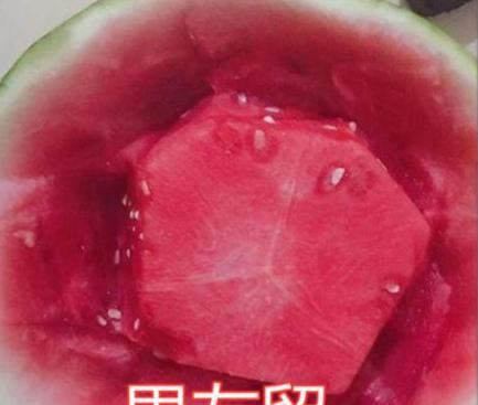 留西瓜也分等级妈妈贴心爸爸用心看到男友我要嫁给你