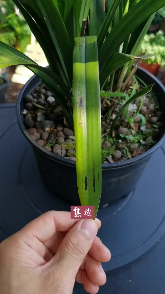 当你的兰花出现黑尖焦叶焦边黑斑需要立马做这2步
