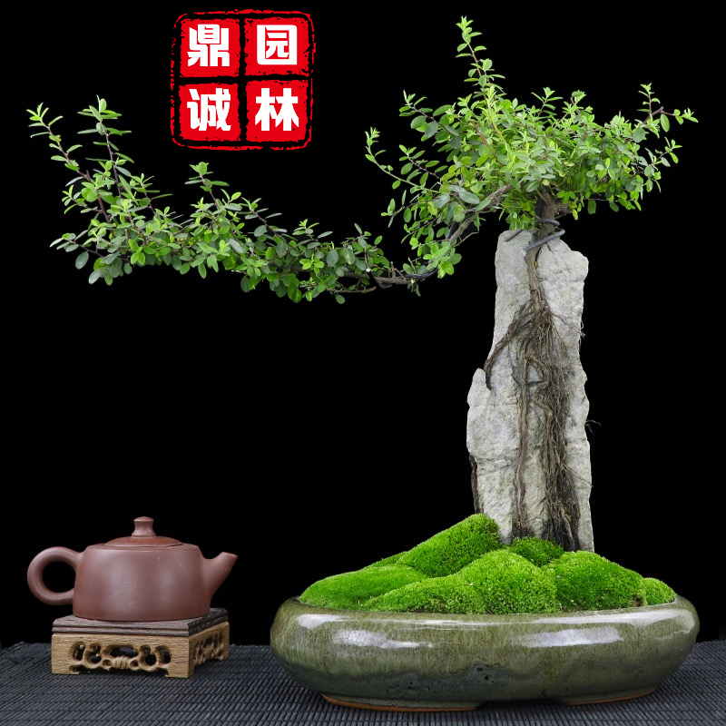 英石假山盆景阳台几案景观摆放造景设计山水盆景石头摆放
