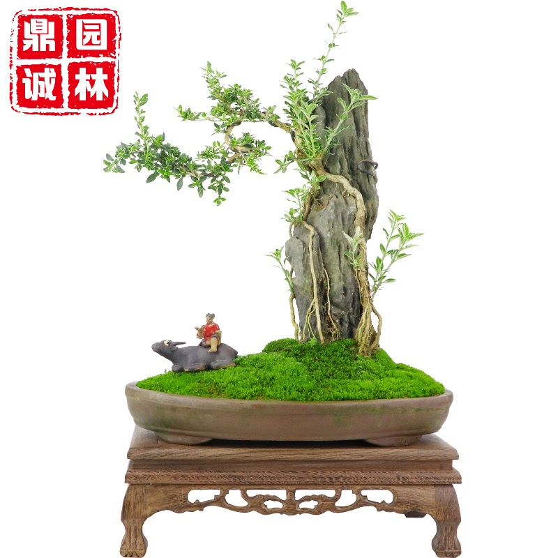 英石假山盆景阳台几案景观摆放造景设计山水盆景石头摆放