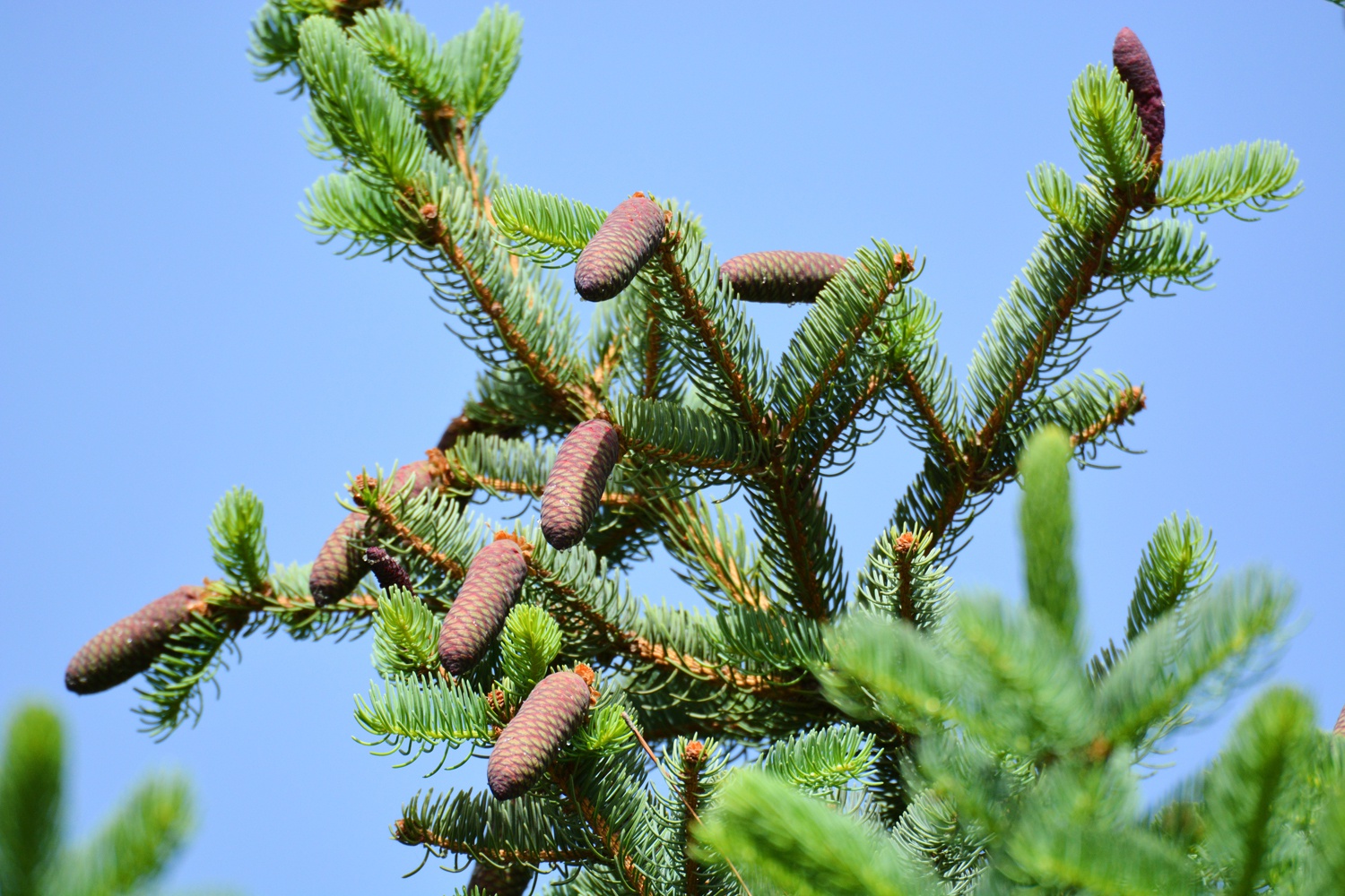 一直在变化的云杉果,原创拍摄