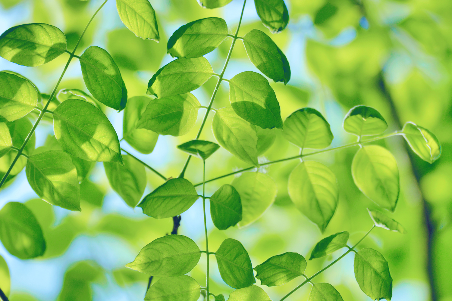 翠绿的槐树叶子,原创拍摄_高清图集_新浪网