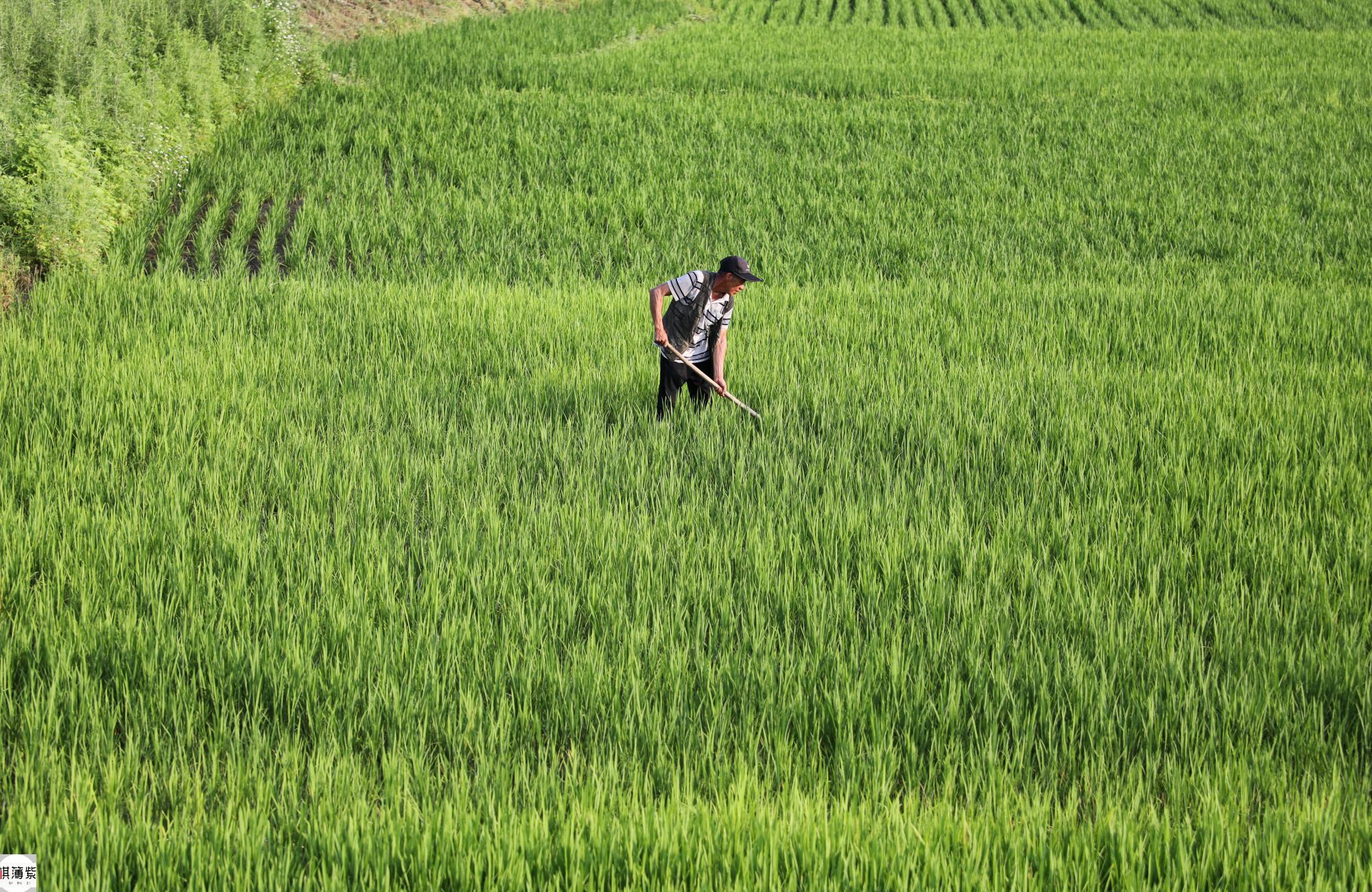 东北农民种地真省钱不用化肥和农药九分水田能产千斤稻