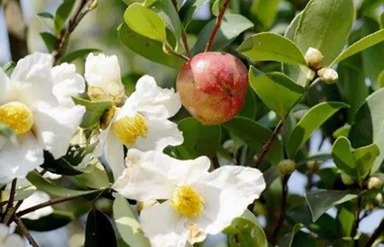 请问这种只长三片叶一个花苞的茶树是什么品种?