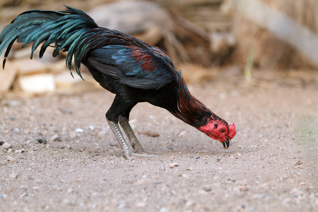 浅谈斗鸡的饲养管理