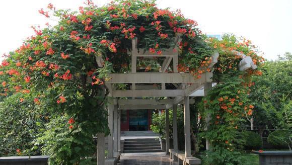 家门口种棵凌霄花,夏天不怕热,长成"大花墙",开花数千朵_高清图集