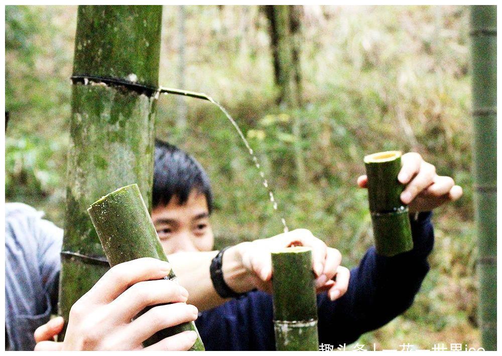 竹酒|竹子|原浆酒_新浪新闻