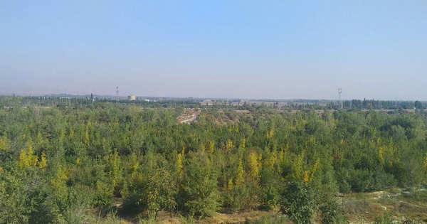 宁夏银川杨德敏：八年汗水荒滩变耕地坚守梦想斗志永不移