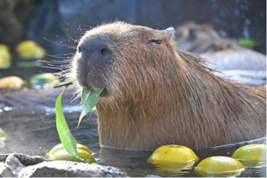 日本的研究人员对水豚进行了深入的研究,用科学的方法证明,这些可爱的