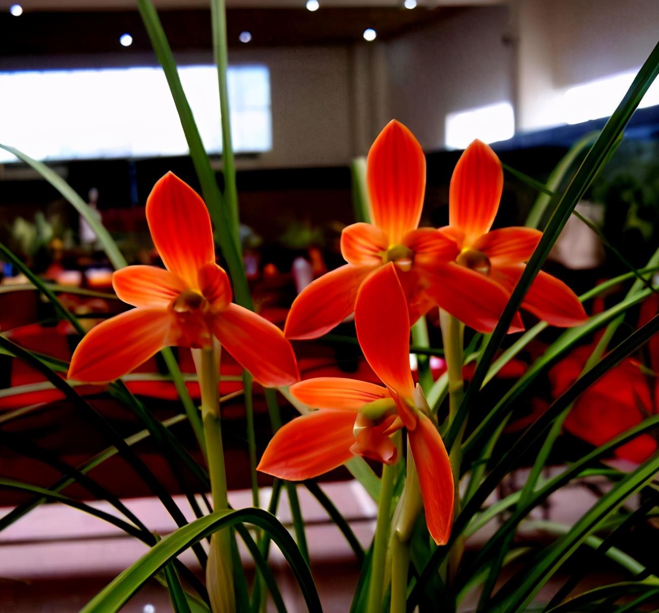 此兰就是今天的主角——红河红兰花,红河红兰花的花色极美,被誉为"国