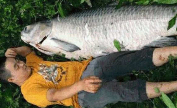 青鱼是淡水鱼中的上品为何却有鬼鱼索命鱼之称