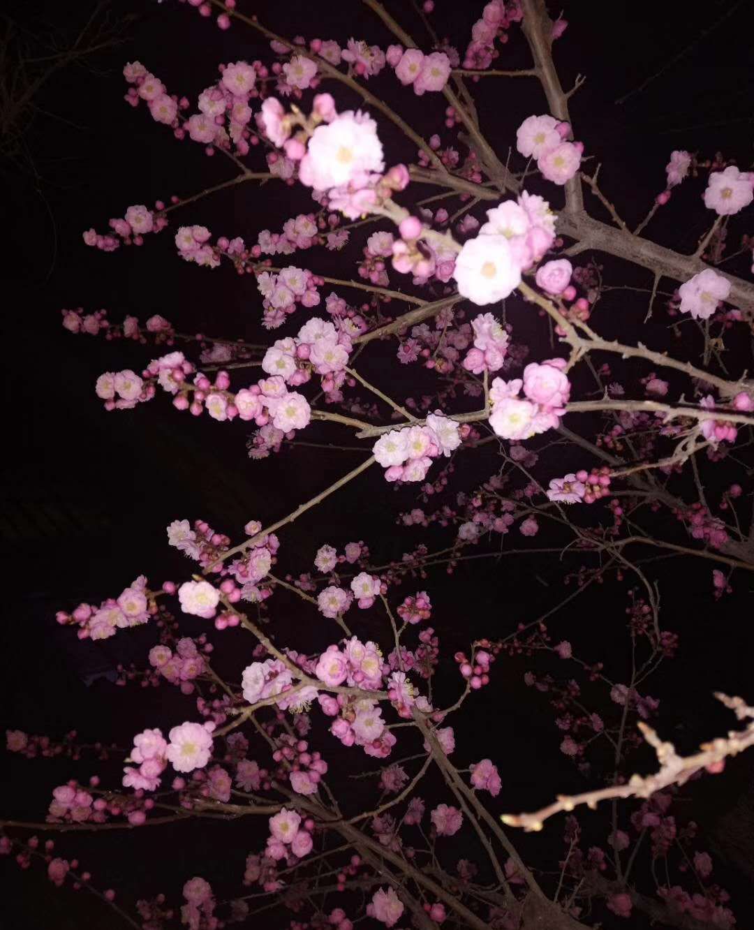 初春之树 夜色静美 花开靓丽 初春之树 夜色静美 花开靓丽