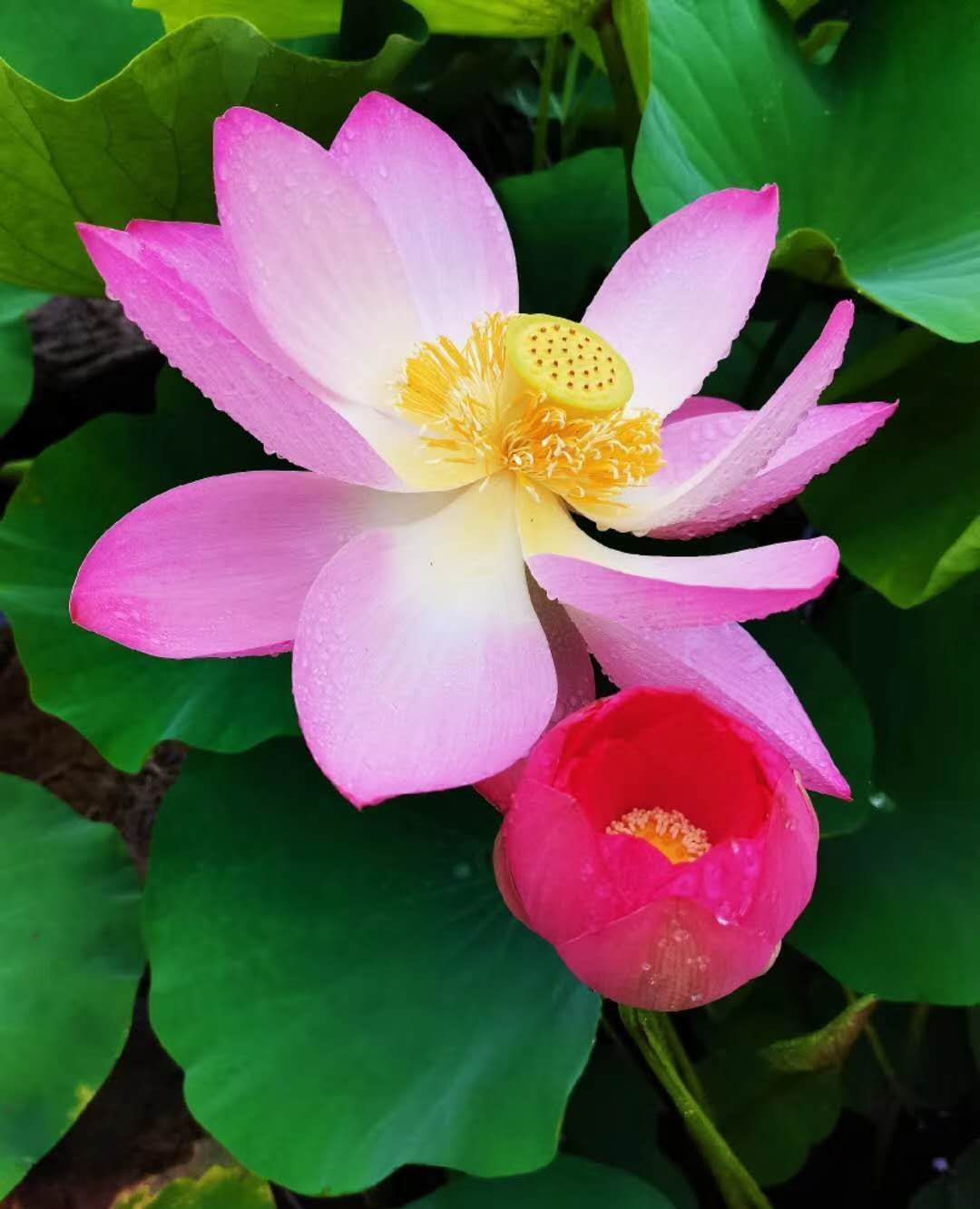 山东临沂莒南卧佛寺公园的荷花盛开了