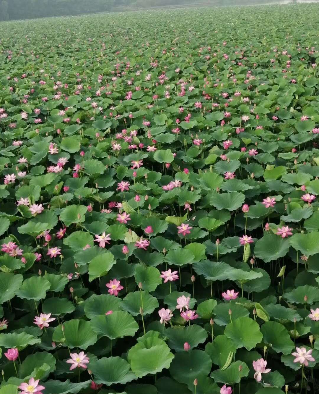 山东临沂莒南卧佛寺公园的荷花盛开了