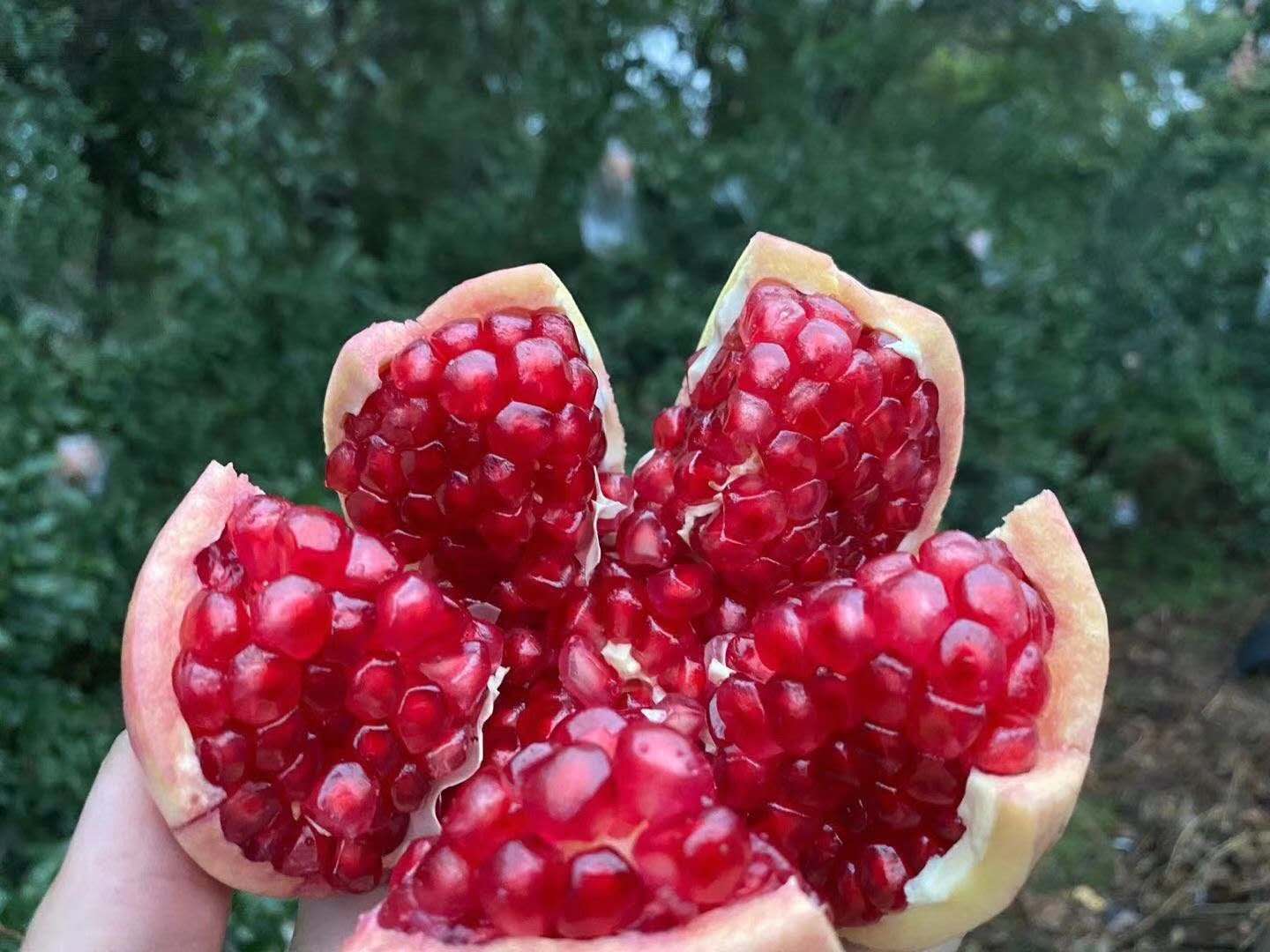 陕西特产临潼石榴 临潼石榴王子任责供应__财经头条