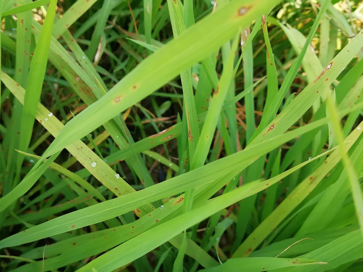 早稻稻瘟病严重,很多田块已经坐蔸,建议农友及时防治