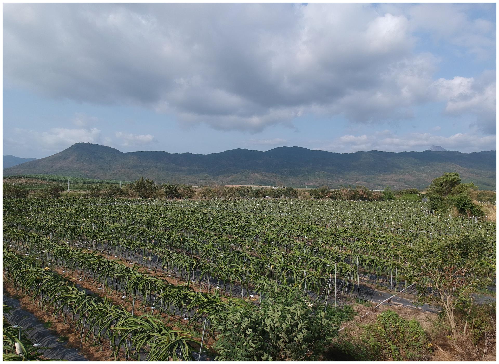 海南蜜瓜收获的季节