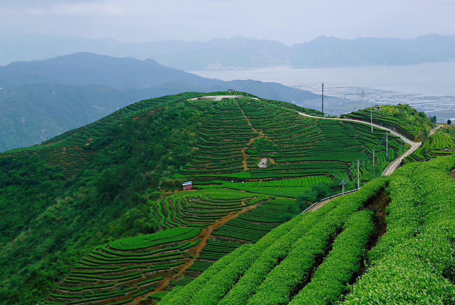 春之茶山风景!这样的茶山你喜欢吗?