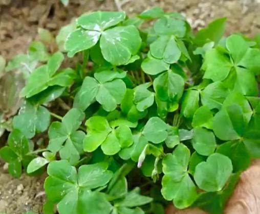 农村无闲草,用好皆是宝,说的就是这个酢浆草,又叫水晶萝卜|三叶草|酢