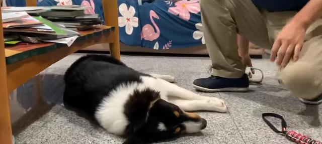牧羊犬听见要散步,秒趴地装死瘫在地上,最后的画面亮了!