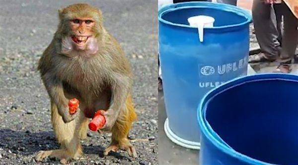 印度婴儿遭野猴扔进水箱死亡休闲区蓝鸢梦想 - Www.slyday.coM 印度婴儿遭野猴扔进水箱死亡休闲区蓝鸢梦想 - Www.slyday.coM