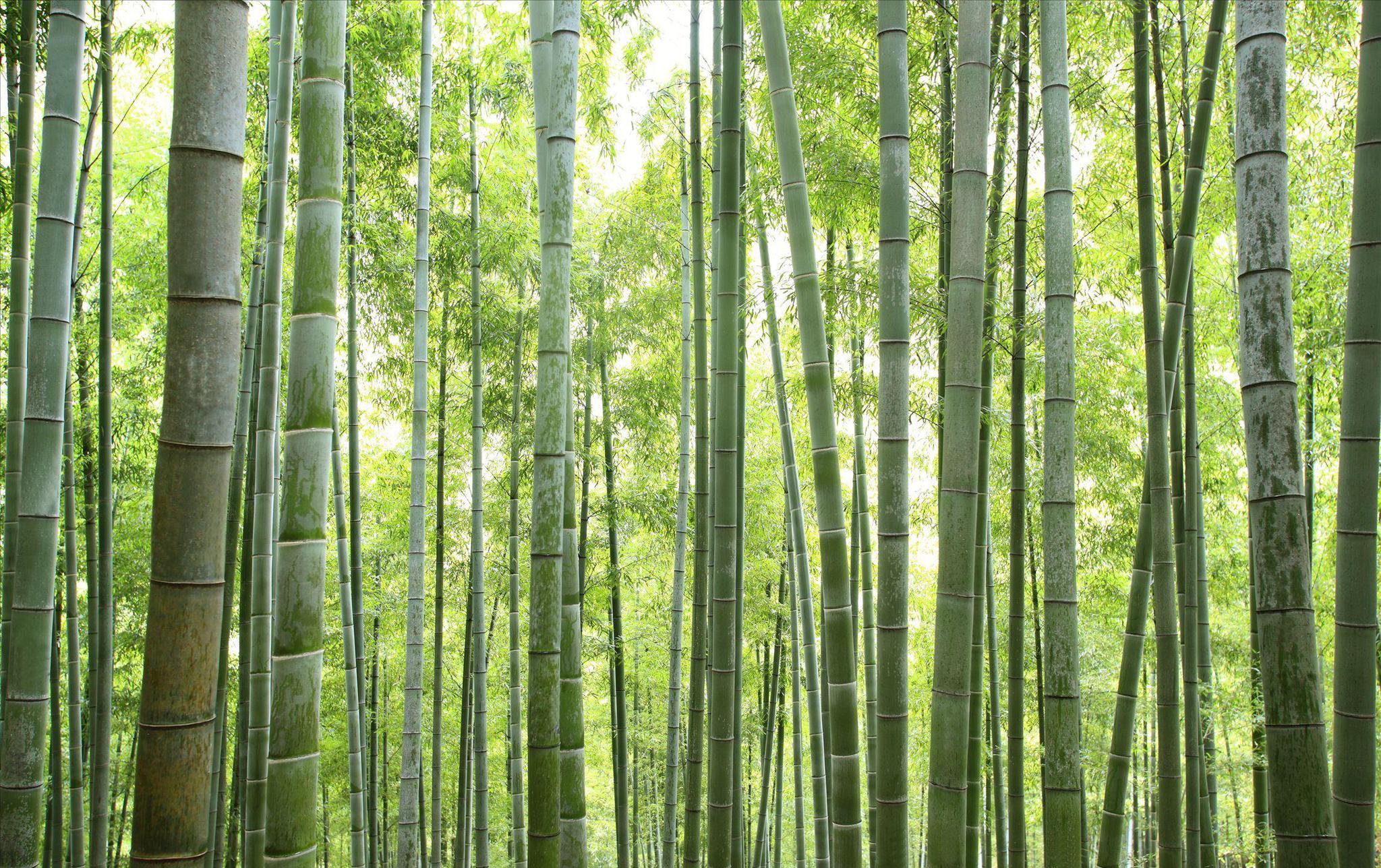 万顷竹海,激情漂流……这个夏季度假天去安吉大竹海