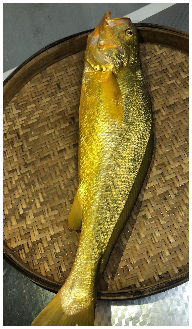 一条几百上千的野生大黄鱼,数量少而珍贵,你愿意买来吃吗