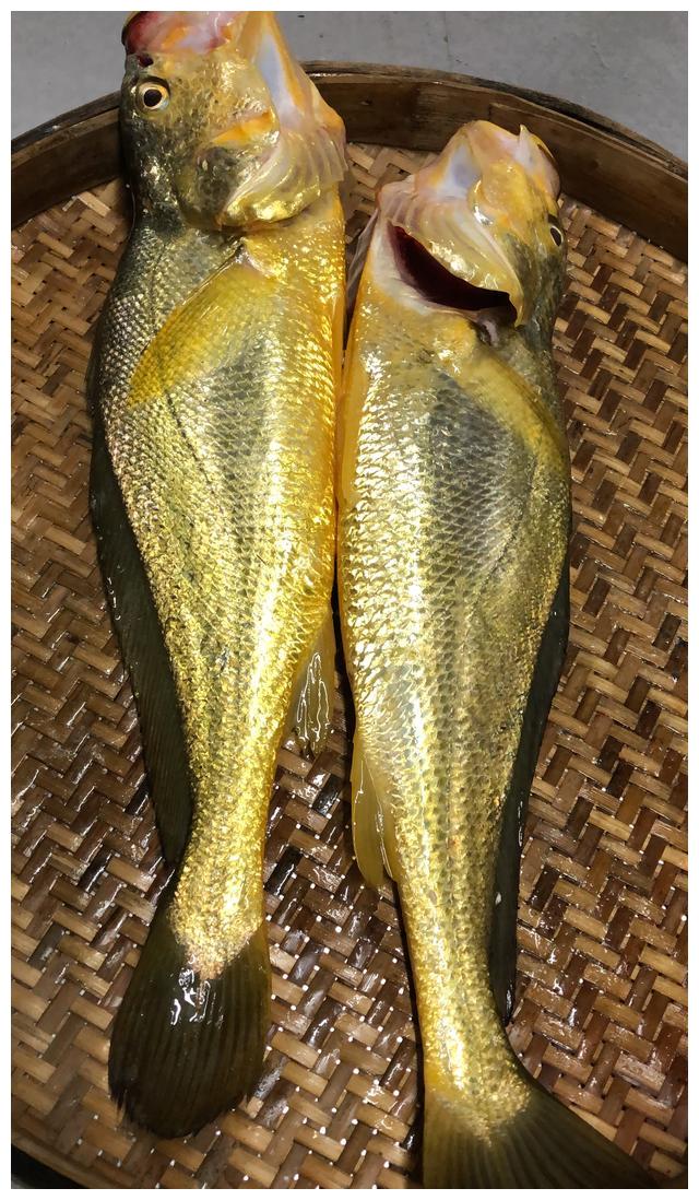 一条几百上千的野生大黄鱼,数量少而珍贵,你愿意买来吃吗