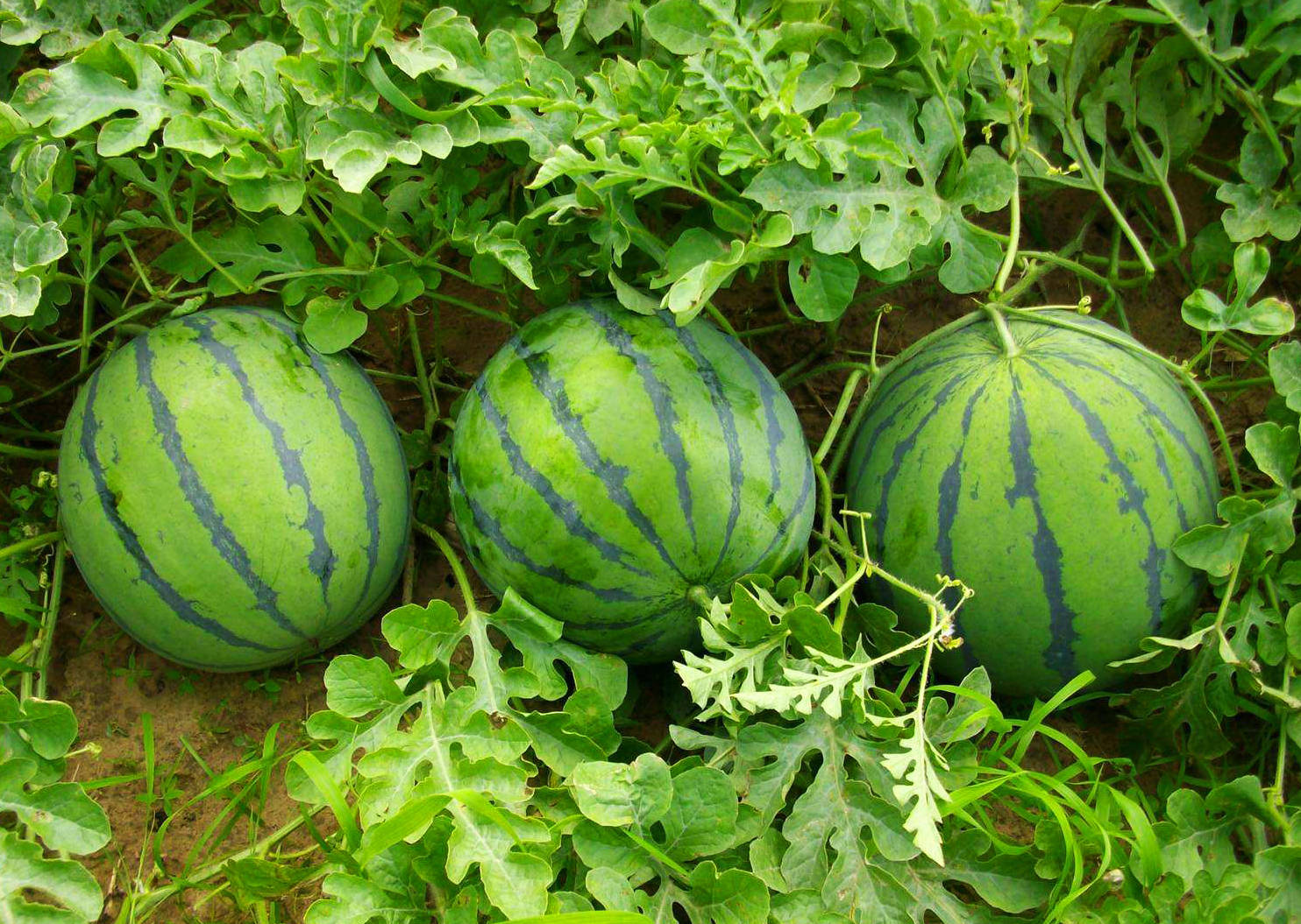 蚜虫,红蜘蛛,地老虎,蛴螬以及斑潜蝇等种类是常见的西瓜虫害,发生蚜虫