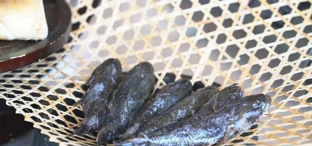 几两重左右,最大不过一斤,而且和我们常见的淡水鱼比起来,这种鱼长相