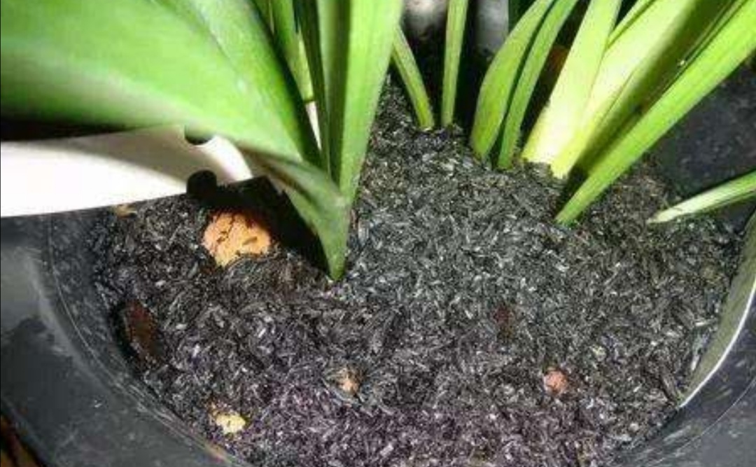 洗衣粉也可以制成杀虫液,而且对除虫也有效果,将一勺洗衣粉加入500ml