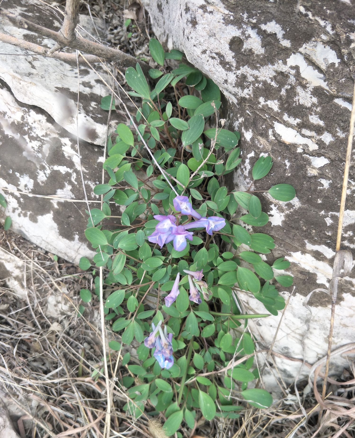 今天和朋友一起去爬山,在山上发现了几个植物有没有认识的求解