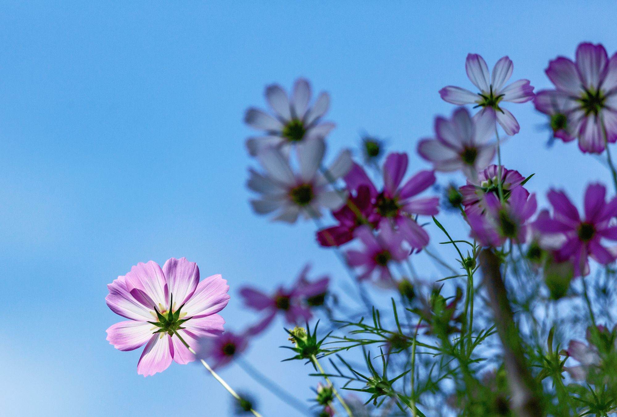 格桑花开,那可是魂魄的吐蕊