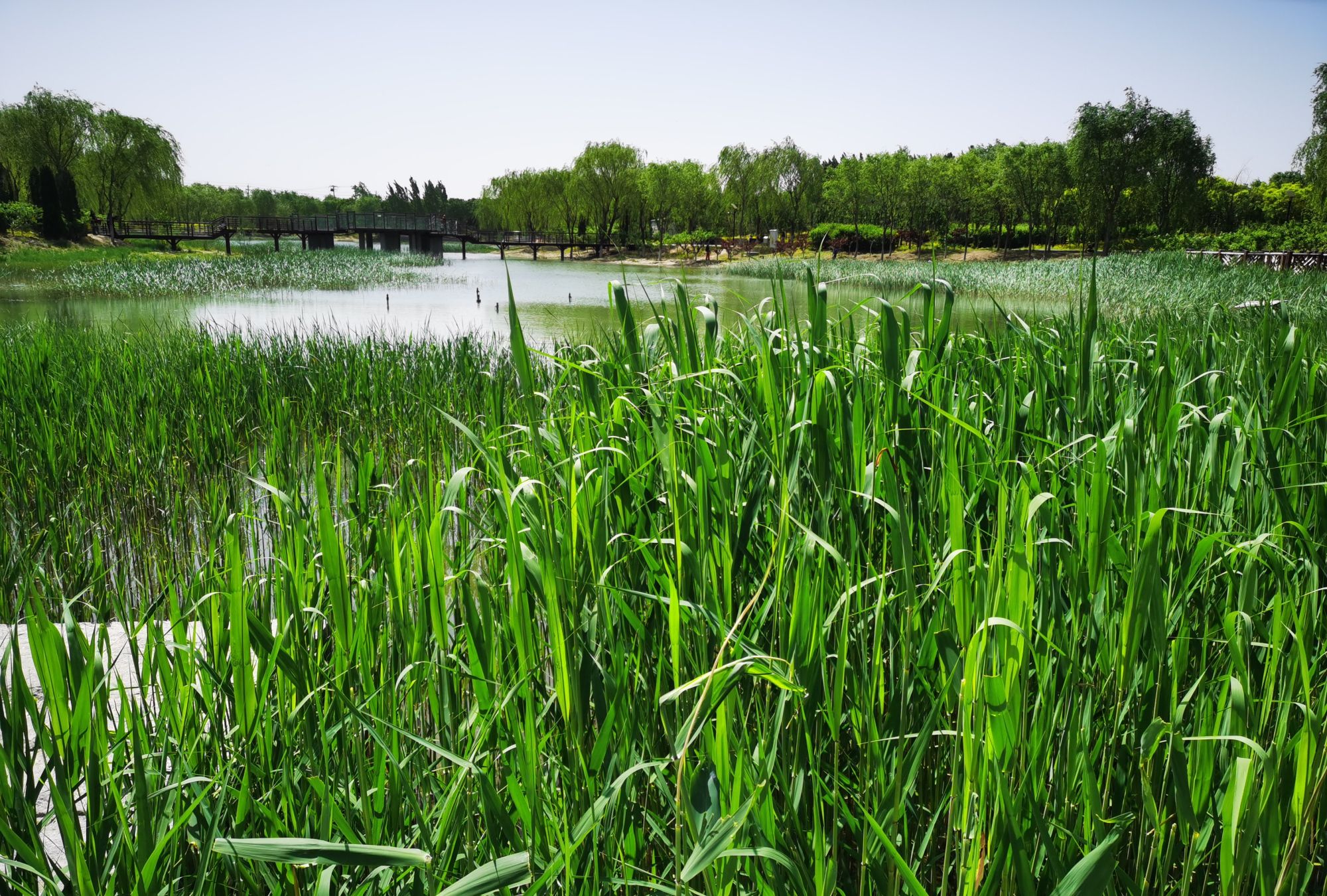 水边的芦苇丛,小鱼在里面吗?