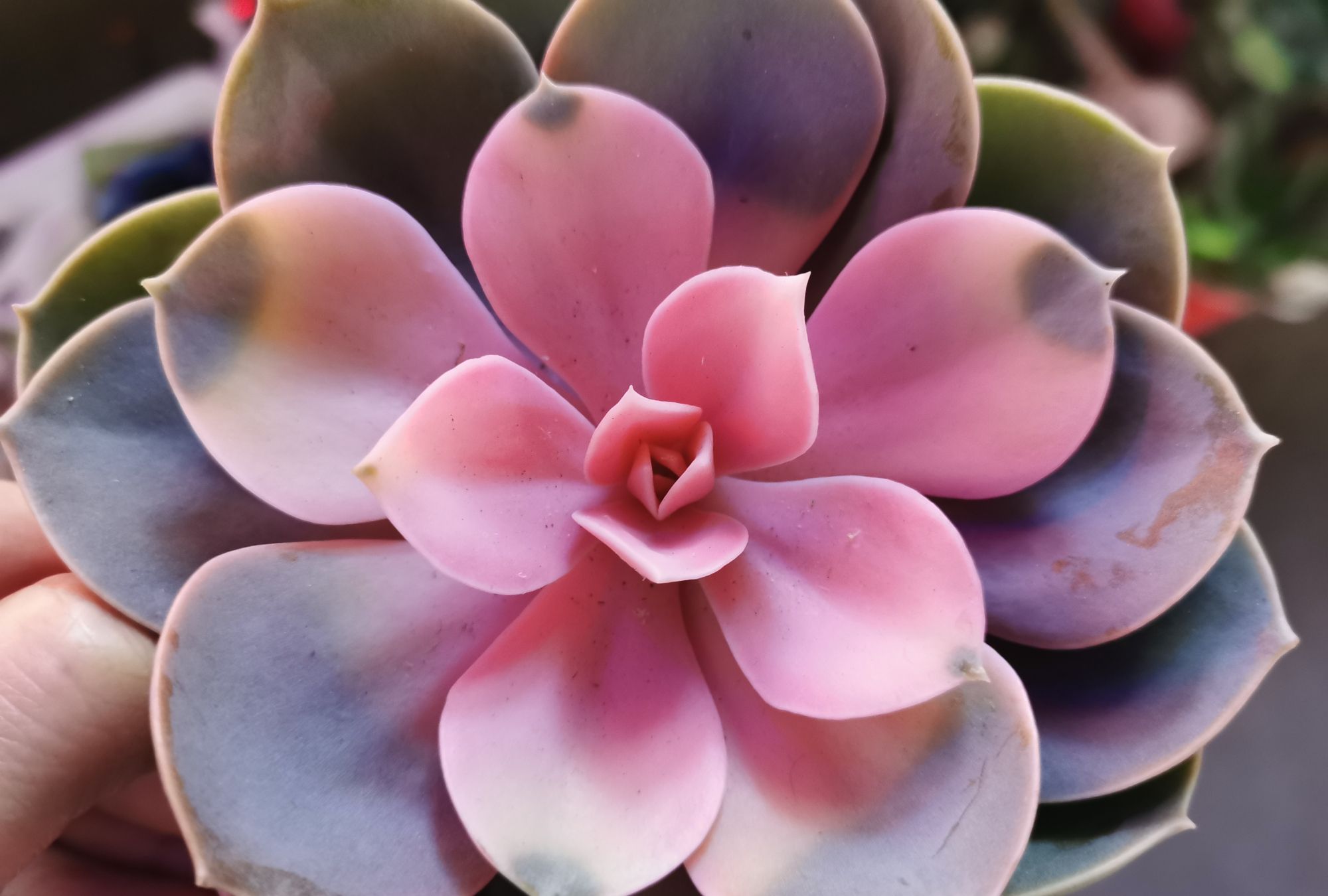 药锦多肉紫珍珠一个月的蜕变,单头变多头,还收获了很多叶插苗_高清