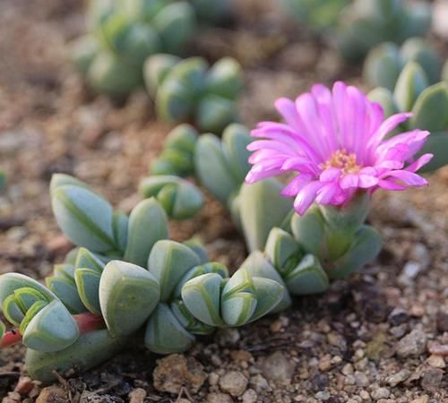 "小家碧玉"碧玉莲,一种开花十分好看的多肉植物_高清图集_新浪网