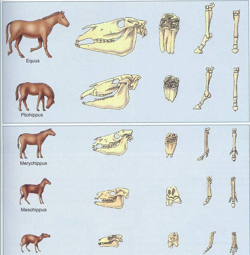 腕足动物结构图片