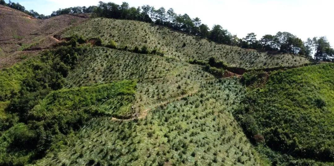 油茶树高产栽培技术要点
