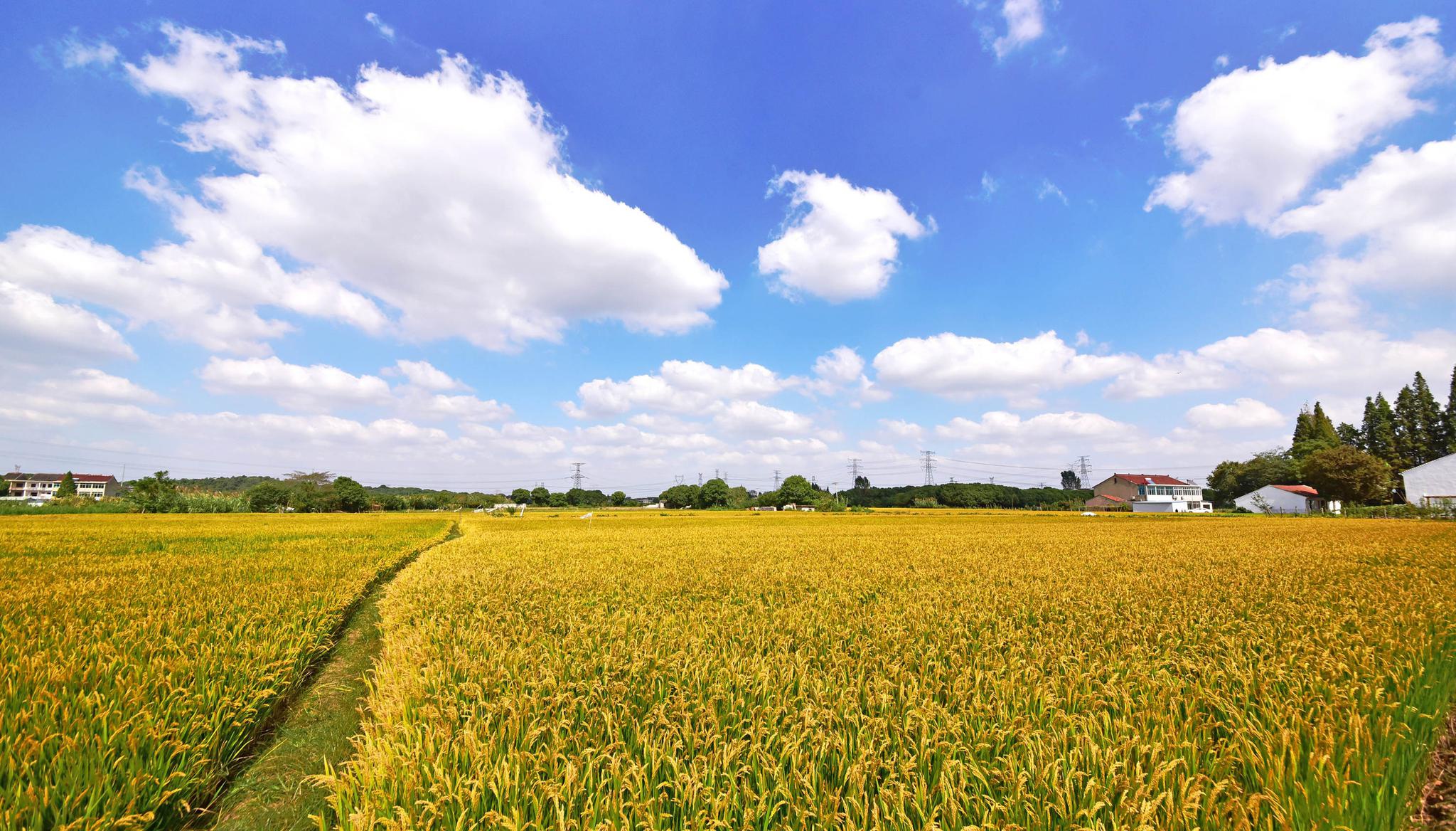 白云飘过湛蓝的天空秋风吹过金色的田野