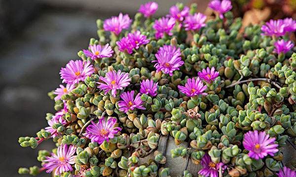 "小家碧玉"碧玉莲,一种开花十分好看的多肉植物