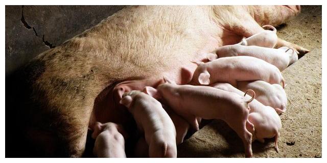 公猪和母猪是怎么生育的公猪多久配种一次母猪一胎能生几个