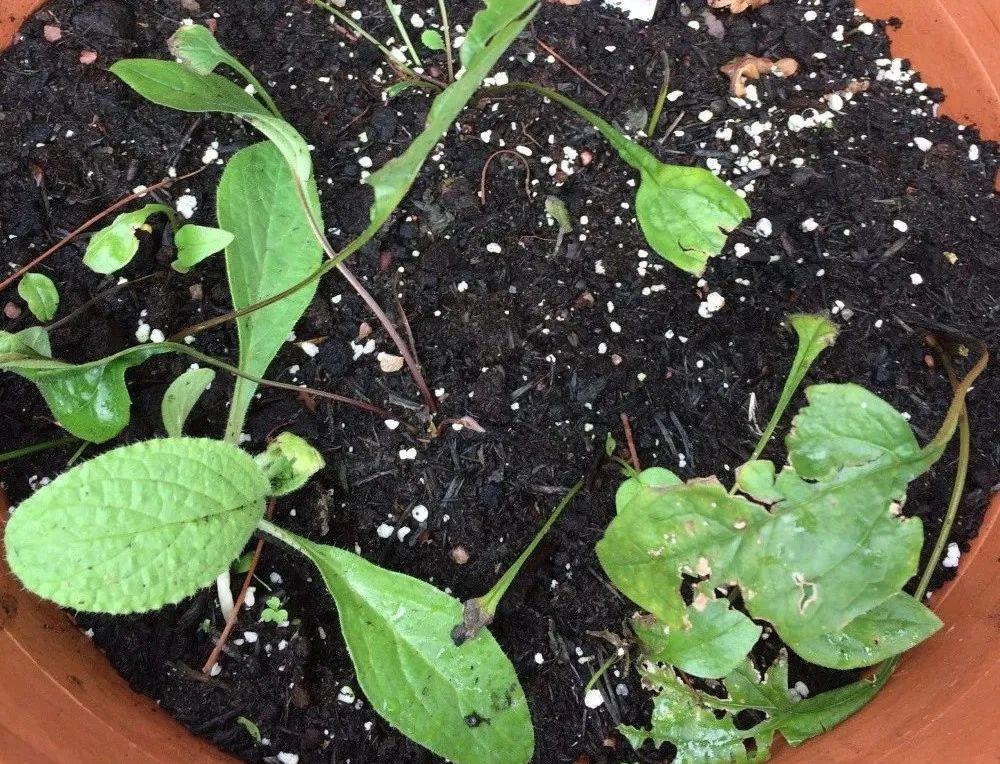 如果是未经处理过的松果松果菊种子,可以直接在室内播种.