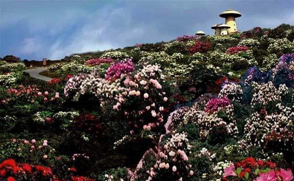 相约师宗菌子山