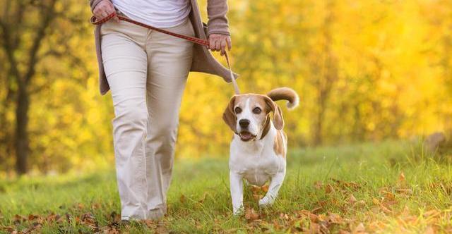 狗狗|项圈|遛狗_新浪新闻