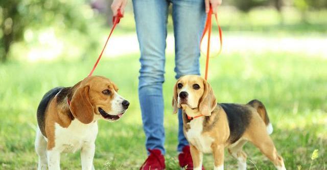 牵绳的重要性与选择:为什么遛狗一定要使用牵绳?